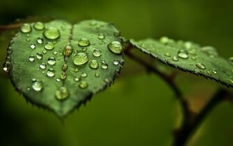 Tag Water Drops On Leaf Wallpaper Background Photos Image And