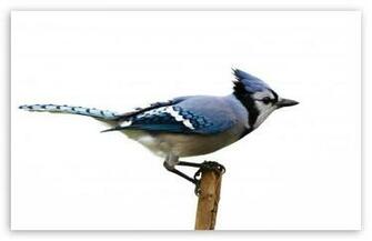 Blue Jay HD Desktop Wallpaper Widescreen High Definition