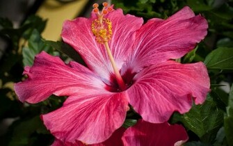 Tag Pink Hibiscus Flower Wallpaper Background Photos Image And