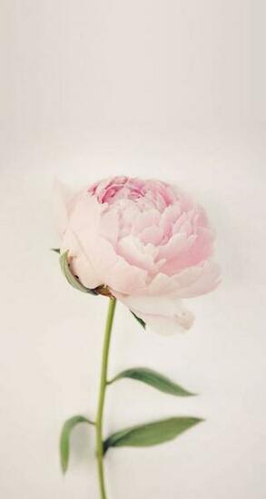 Thelist Laura Brown S Favorite Things Peony Vintage