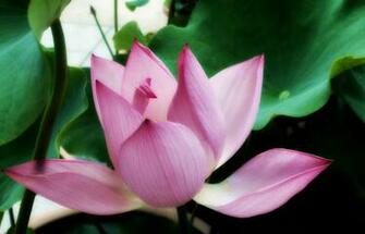 Pink Lotus Flower Wallpaper Pictures Image