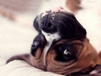 Cats And Dogs Background Pets Wallpaper