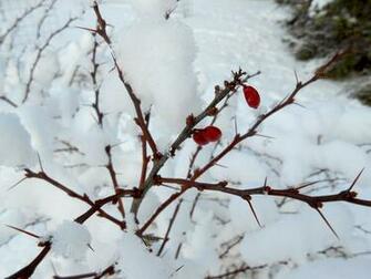 Winter Berry Wallpaper H O M E Auto Design Tech