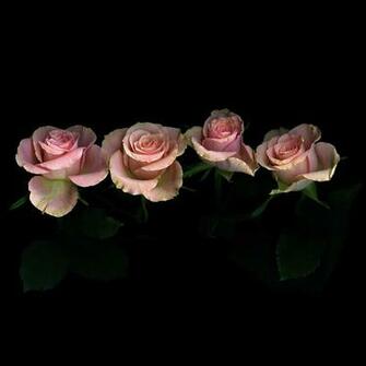 Pink Roses On Black Background Photograph By