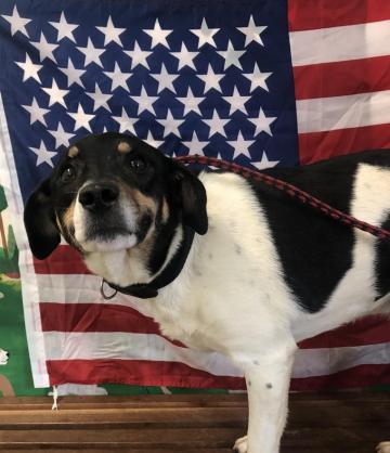 Shelter Pets Of The Week Abbey And Sarah Tbr News Media