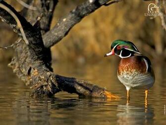 Ducks Unlimited Wood Duck Wallpaper At Wallpaperbro