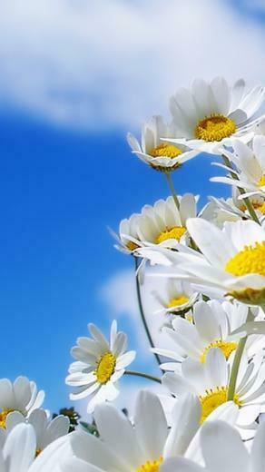 And Flowers Mobile Phone Wallpaper Pictures