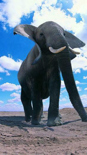 3wallpaper Best Wallpaper For All iPhone Retina Elephants