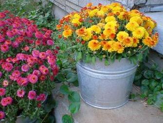 Source Url Smscs Photo Fall Html