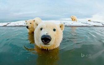 Arctic National Wildlife Refuge Alaska HD Bing Wallpaper Archive