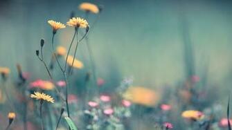 Flowers Full HD Wallpaper 1080p Desktop Background