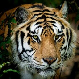 iPad Tiger Wallpaper Beautiful