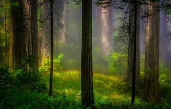 Wallpaper Forest Light Trees Nature Morning Ca Usa Redwood