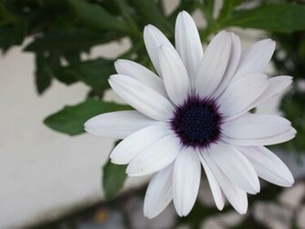 White Flower Wallpaper