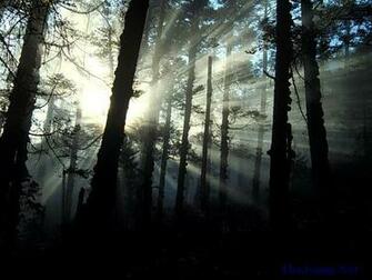 Outdoor Wallpaper Forest Scene