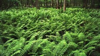 Beautiful Fern Wallpaper