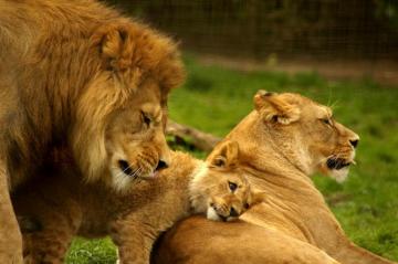 Photo Lion Family Animal Jungle
