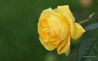 Wallpaper Yellow Rose Background