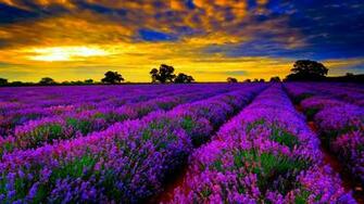 Dramatic Lavender Farm Wallpaper HD Screen