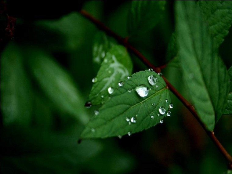 HD Nature Wallpaper Widescreen