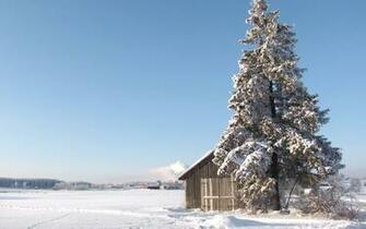 Winter Scenes Pine Tree In Wallpaper