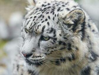 Snow Leopard Computer Wallpaper Desktop Background Id