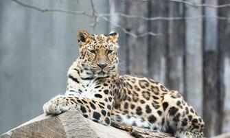 Amur Leopard Species Wwf
