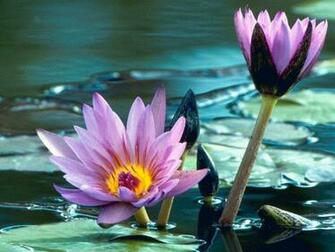 Desktop Flower Wallpaper Beautiful