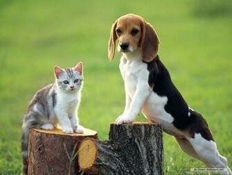 Beagle Wallpaper For Desktop Picserio