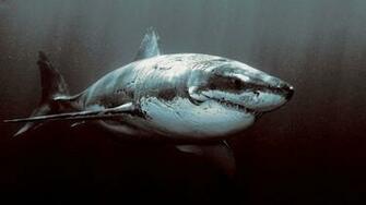 Shark1