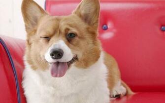 Welsh Corgi Lovely Wallpaper