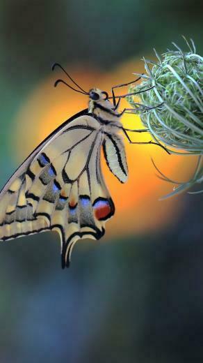 Butterfly Insect Flower Macro Pure 4k Ultra HD