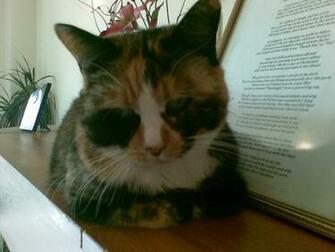 Cat Wearing Sunglasses Cats Jpg