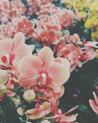 Ari Rachel Image Aesthetic Flowers HD Wallpaper And