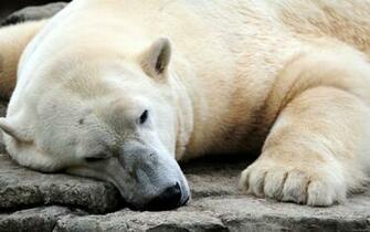Fondo De Pantalla Oso Polar Acostado HD