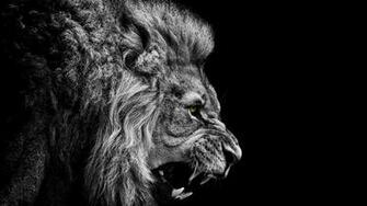 Lion Wallpaper Best
