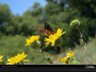 National Geographic Wallpaper Flowers
