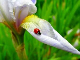 Ladybug Ladybugs Wallpaper