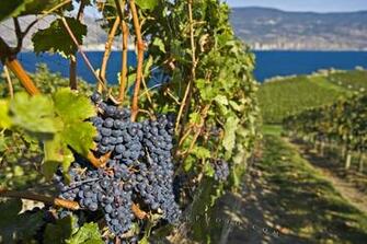 Winning Red Wine At Bonitas Winery In The Scenic Okanagan Valley