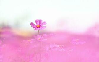 Pink Nature Wallpaper For Desktop