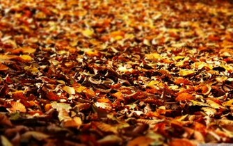 Fall Foliage Wallpaper Desktop Background