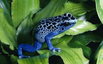 Amphibians Image In Collection
