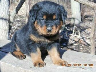 Puppy Rottweiler Beagle Wallpaper Desktopia Image