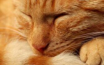 Orange Cat Wallpaper Stock Photos
