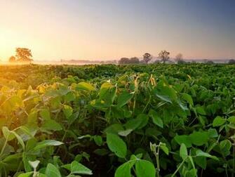 Wallpaper Soybean Field Fog Dawn Morning UHD 4k