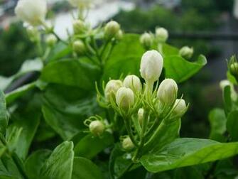 Jasmine Flower Wallpaper Fine HDq