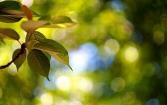 Nature Blur Wallpaper