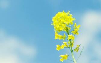 Flowers Image Yellow Flower In The Blue Sky Smile Bloom