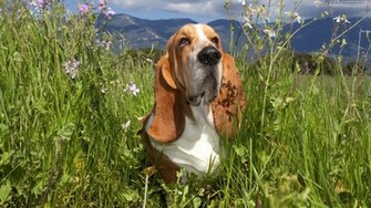 Dogs Image Basset Hound Wallpaper Photos