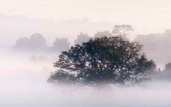 Fog Wallpaper Early Morningfog Desktop Morning